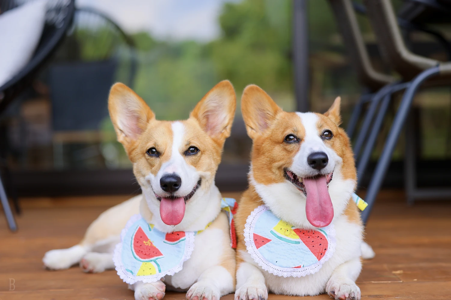 愛犬料金無料・犬種制限なし