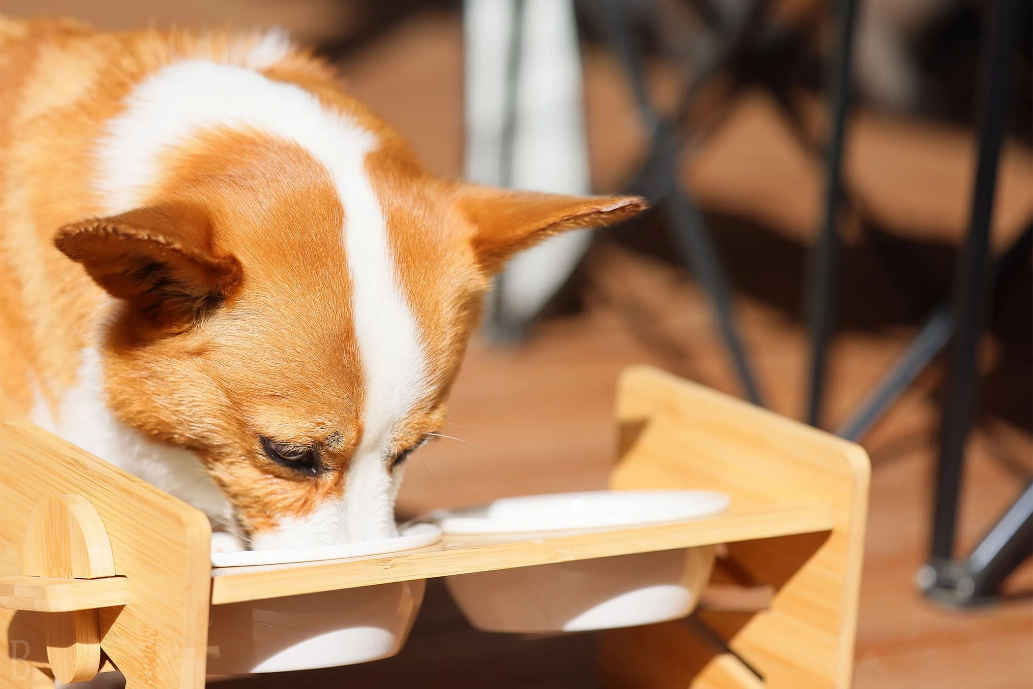 愛犬用インクルーシブドリンク