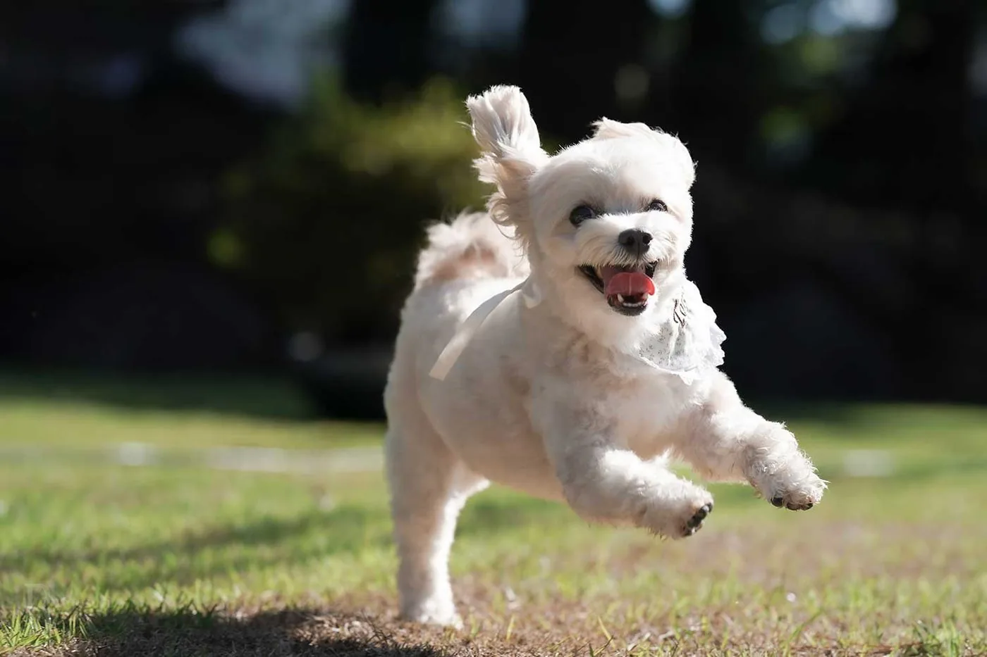 専用ドッグランで遊ぶ愛犬のイメージ